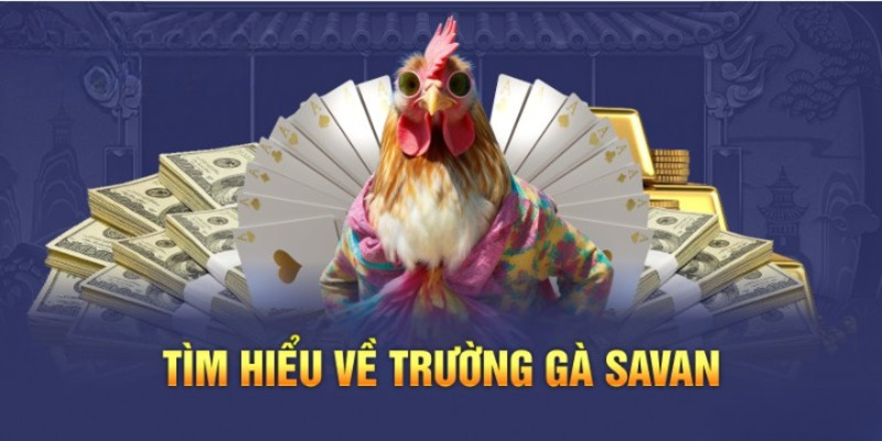 Luật chơi cơ bản tại trường gà Savan