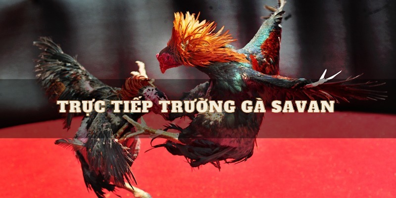 Lý do nên tham gia trường gà Savan 8XBET